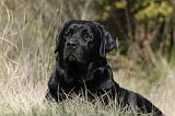 LABRADOR 750